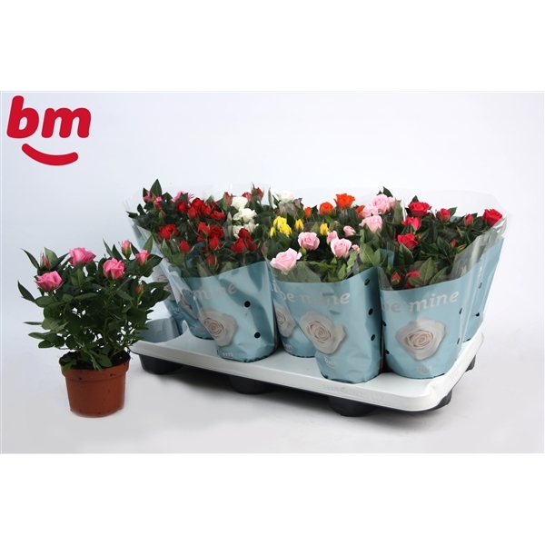 Rosa Beau Monde mixed 10,5Ø 25cm