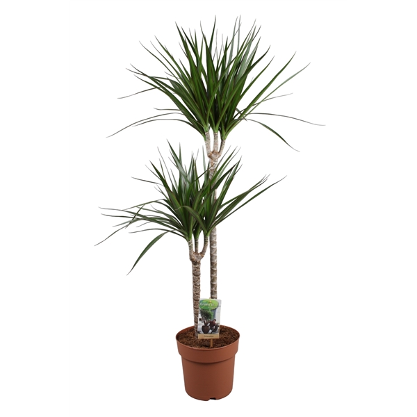 Dracaena Marginata 19Ø 110cm 2pp