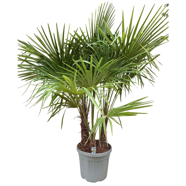 Trachycarpus fortunei multi stem 45Ø 200cm