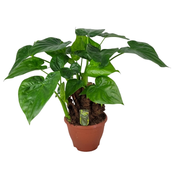 Alocasia Cucculata Green 19Ø 50cm 1pp