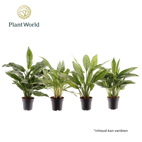 Aglaonema mix 14Ø 45cm 2pp