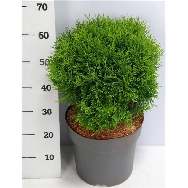 Thuja occidentalis Little Giant 32Ø 75cm