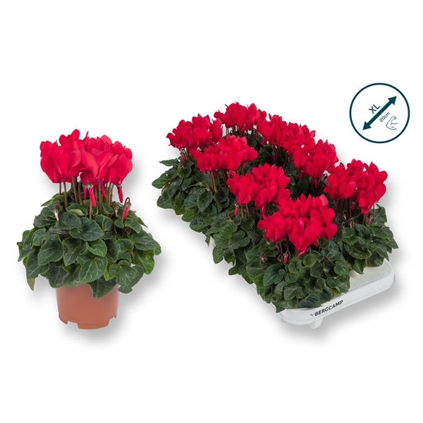 Cyclamen SS Compact Red 10,5Ø 25cm