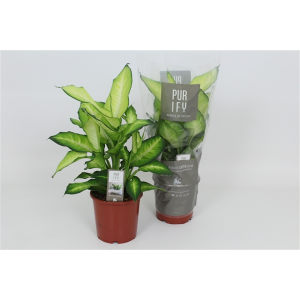 Dieffenbachia Summer Style 17Ø 55cm