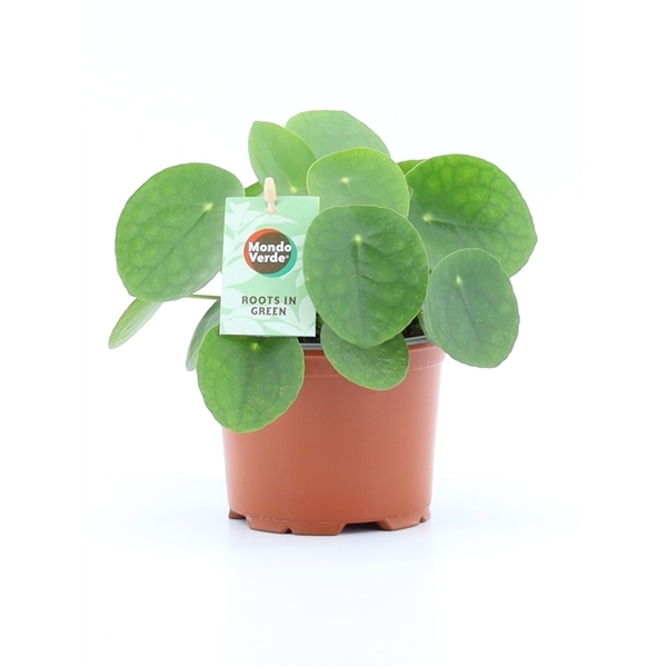 Pilea peperomoides 12Ø 20cm