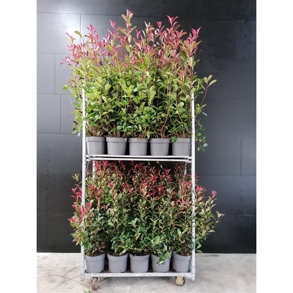 Photinia fra. mix trolley 29Ø 100cm