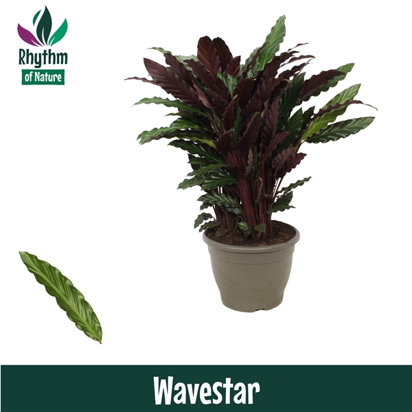 Calathea Rufibarba Wavestar 32Ø 85cm