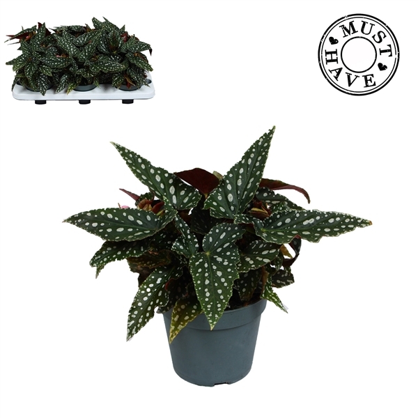 Begonia leaf maculata Spotlight Green 14Ø 30cm