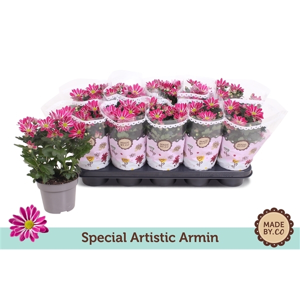 Chrysanthemum indicum Artistic Armin 12Ø 25cm 3pp