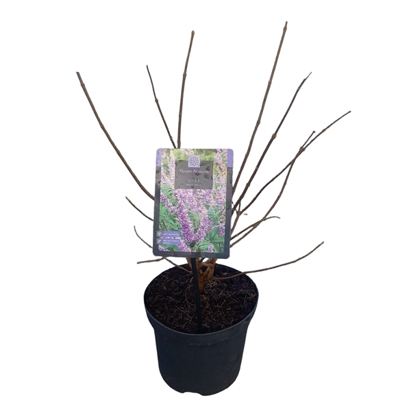 Vitex agnus-castus 19Ø 70cm