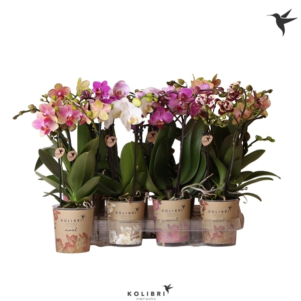 Phalaenopsis MF Little Kolibri mixed 9Ø 40cm 2st 16fl