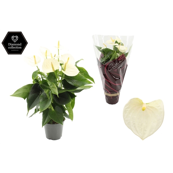 Anthurium Andreanum Cocos 14Ø 50cm 5fl