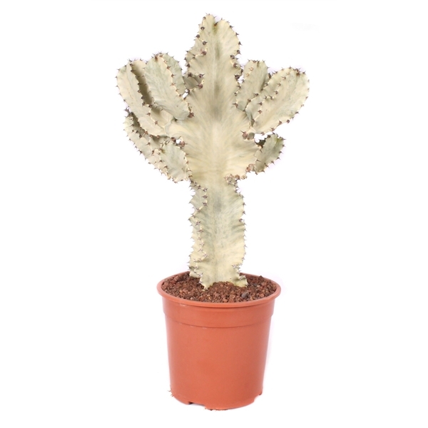 Euphorbia Sieboldiana erytrea variegata (Cites) 24Ø 75cm
