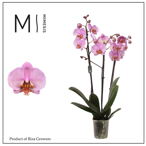 Phalaenopsis Formation 12Ø 70cm 3st 20fl