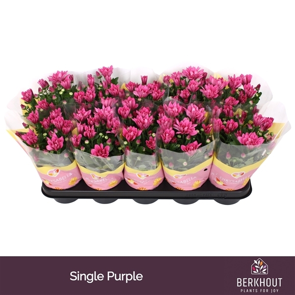 Chrysanthemum Indicum Jackson Purple 12Ø 26cm 3pp