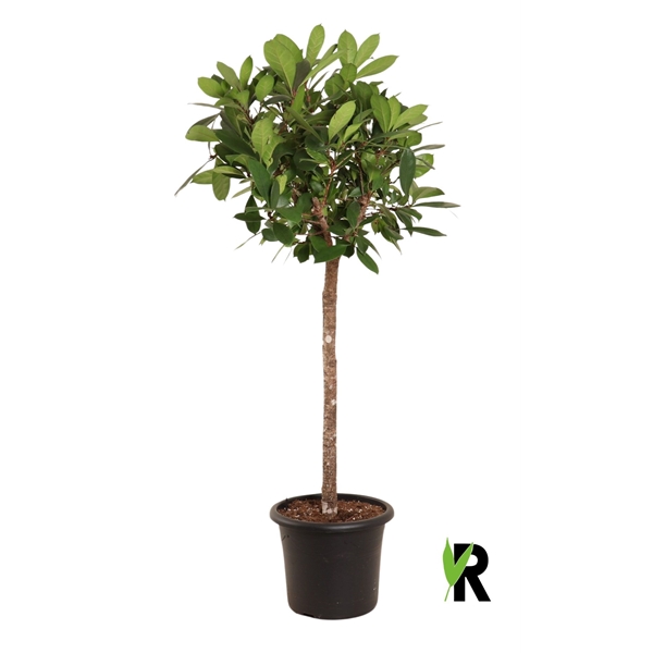 Ficus Cyathistipula 40Ø 170cm 1pp