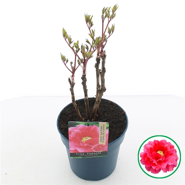 Paeonia suffruticosa red 19Ø 40cm
