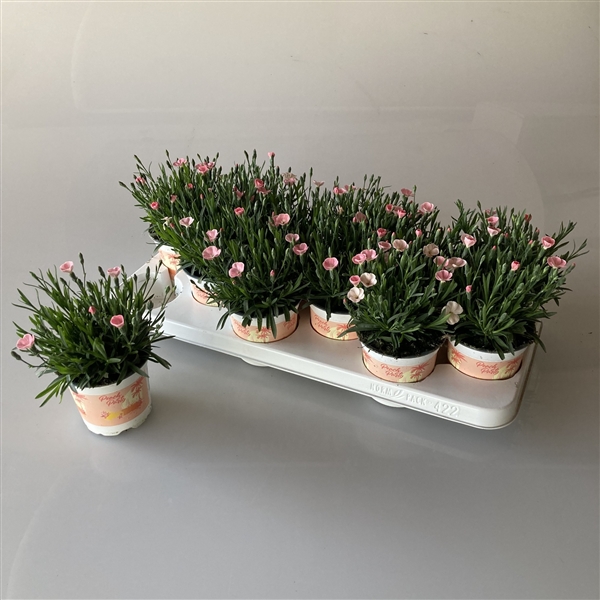 Dianthus Hybr. Diantica Peach Party 10,5Ø 20cm