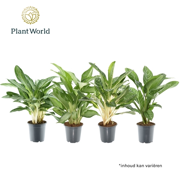 Aglaonema mix 21Ø 60cm 2pp