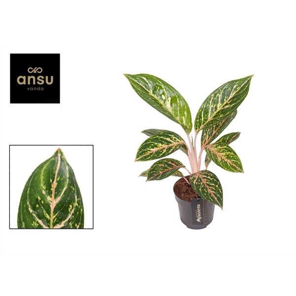 Aglaonema Coco Green 12Ø 45cm 1pp