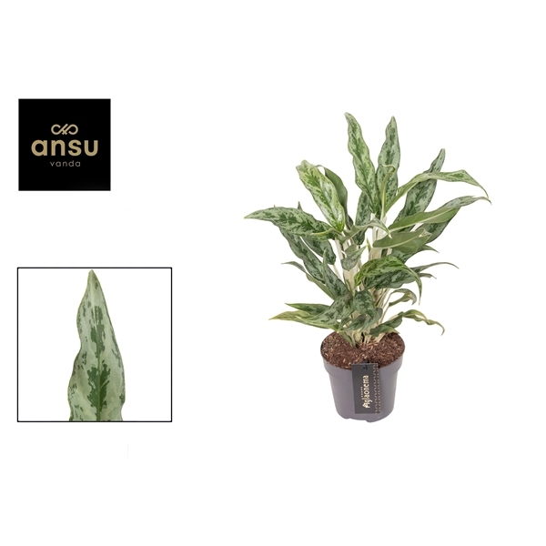 Aglaonema Greyhound 12Ø 35cm 1pp
