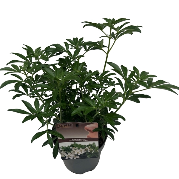 Choisya Green Fingers 17Ø 40cm