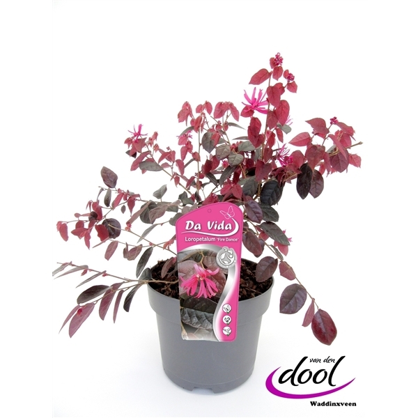 Loropetalum chinense Fire Dance 19Ø 30cm