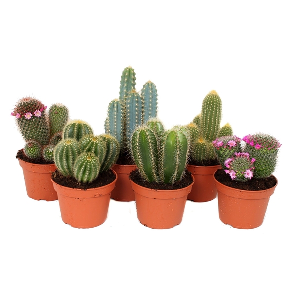 Cactus mix 15Ø 21cm