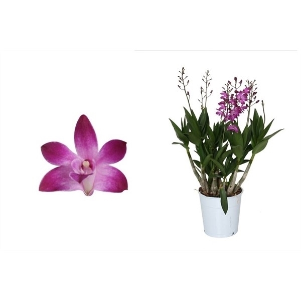 Dendrobium Berry Oda 12Ø 40cm 4st 24fl