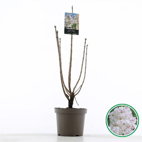 Syringa vulg. Beauty Of Moscow 26Ø 75cm