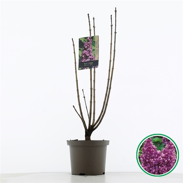 Syringa vulg. Charles Joly 23Ø 75cm