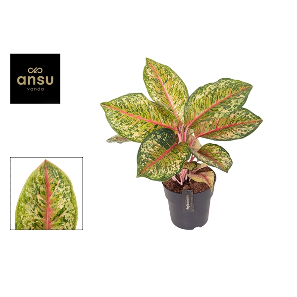 Aglaonema Carnival Queen 19Ø 50cm 1pp