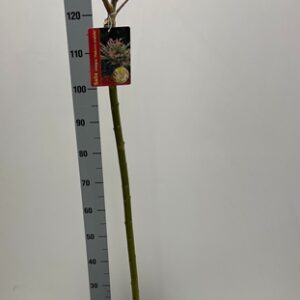 Salix integra Hakuro Nishiki 100cm stem 23Ø 130cm