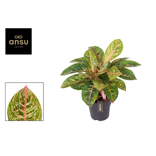 Aglaonema Red Reflections 19Ø 55cm 1pp