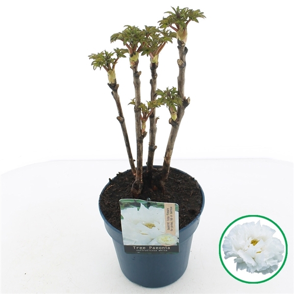 Paeonia suffruticosa white 19Ø 40cm