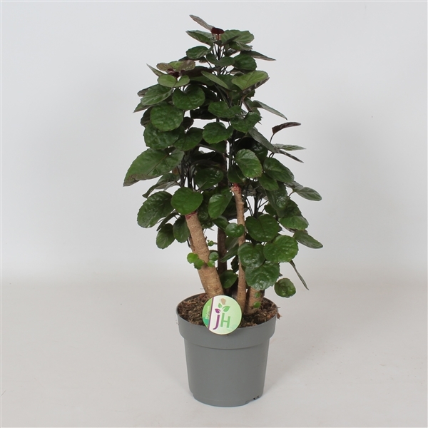 Polyscias Fabian 17Ø 60cm