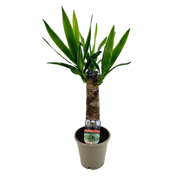 Yucca 12Ø 60cm 2Head