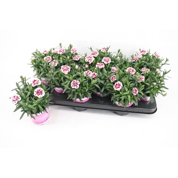 Dianthus hybr. Oscar Purple Star 10,5Ø 20cm