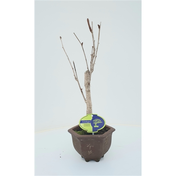 Bonsai Ginkgo Biloba 13Ø 40cm