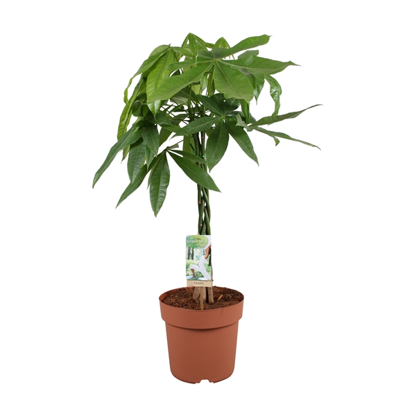 Pachira aquatica 21Ø 80cm