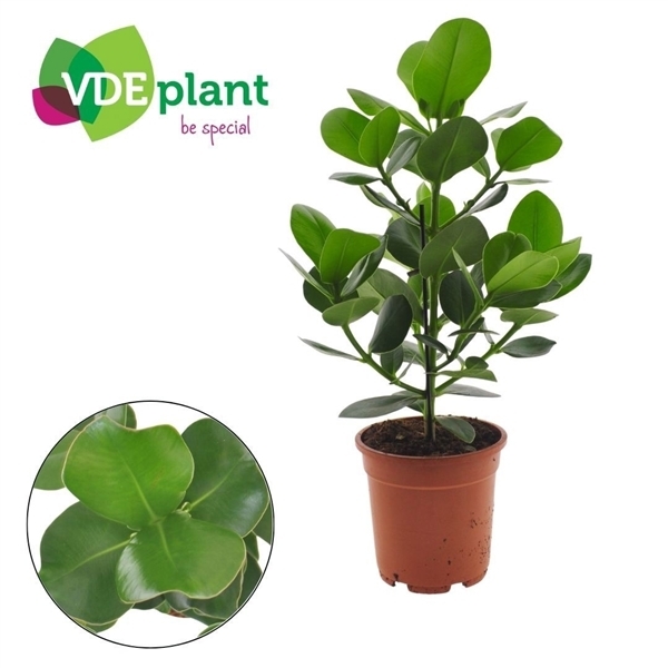 Clusia rosea Princess 17Ø 55cm 1pp