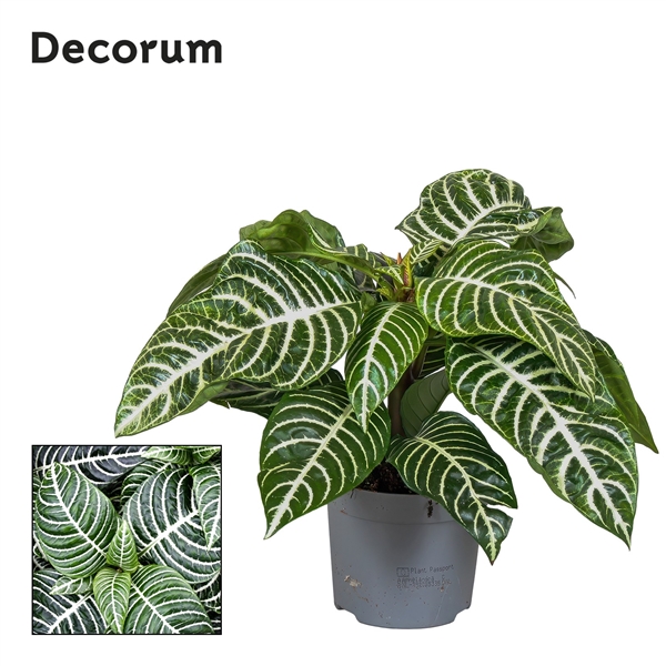 Aphelandra squarrosa Botanica 13Ø 20cm