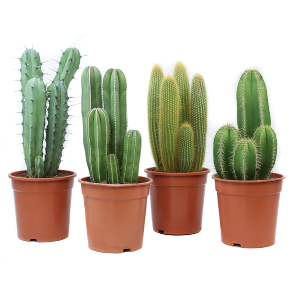 Cactus mix 24Ø 55cm
