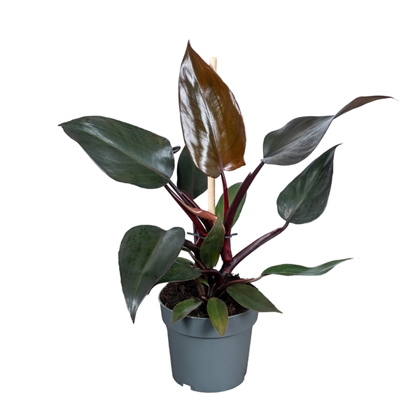Philodendron New Red 14Ø 40cm