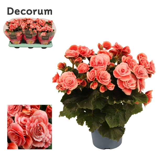 Begonia Elatior Borias 13Ø 30cm