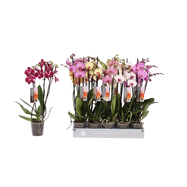 Phalaenopsis mix 12Ø 50cm 3st 18fl