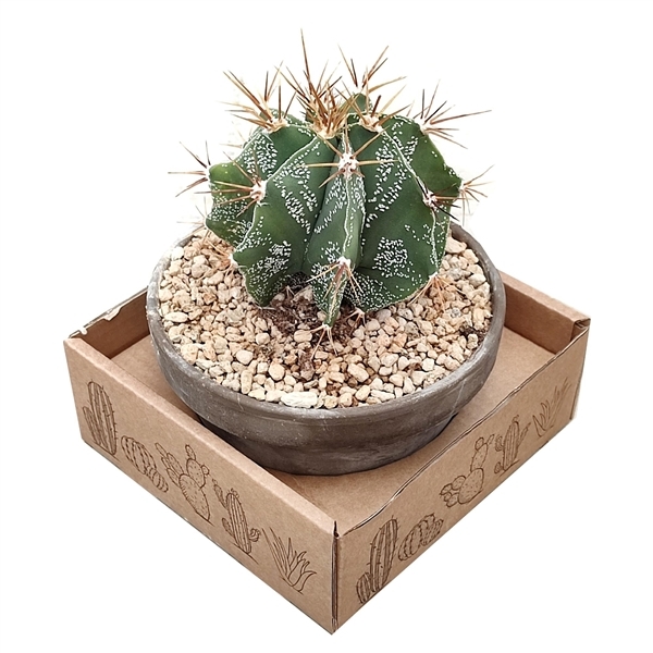 Astrophytum Ornatum (Cites) 15Ø 15cm