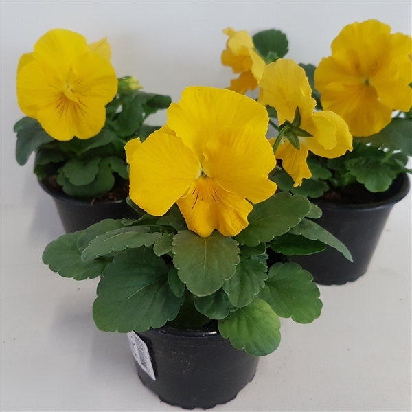 Viola Wittrockiana F1 Yellow 9Ø 15cm