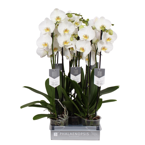 Phalaenopsis Anthura Nottingham 12Ø 60cm 3st 22fl