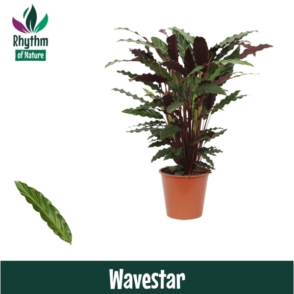 Calathea Rufibarba Wavestar 19Ø 80cm